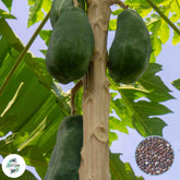 50 Carica Linn Papaya Seeds (Asia Fruit)